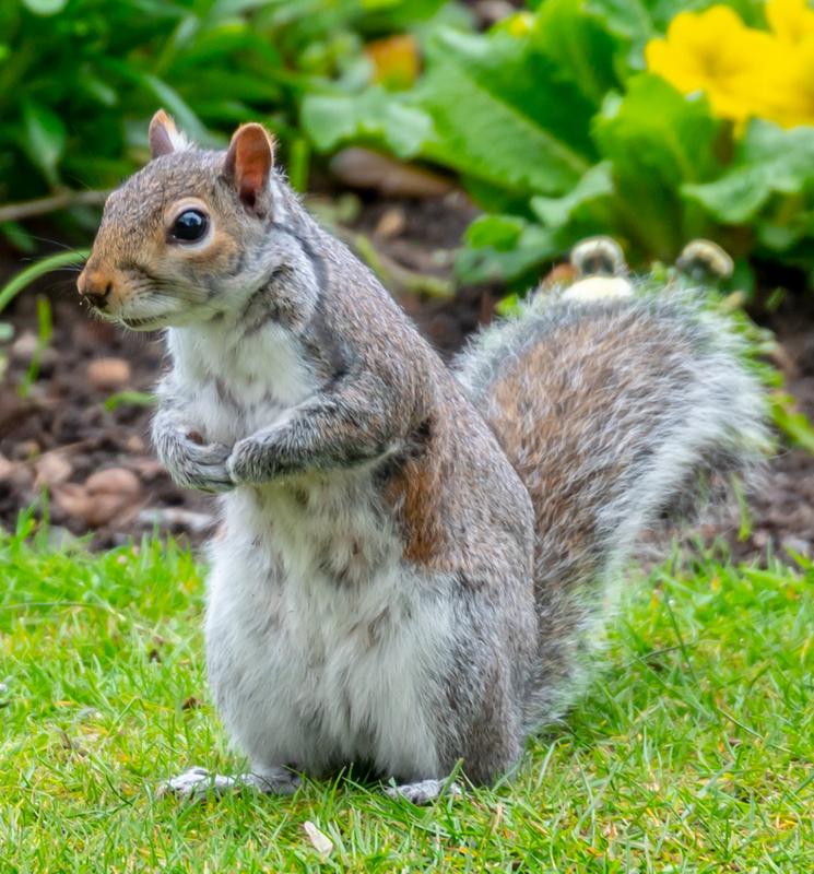 WHERES MY NUTS