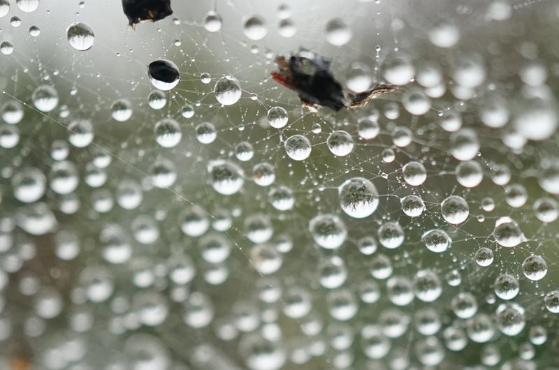 Dew droplets on a spider's web