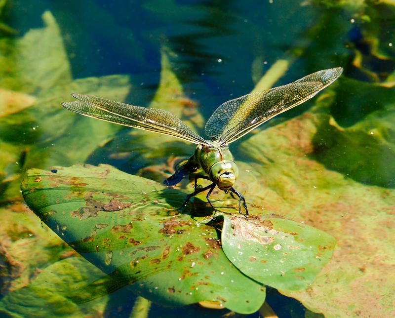 Dragon fly