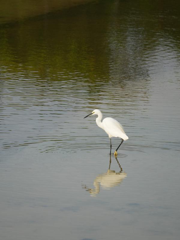 Little Egret