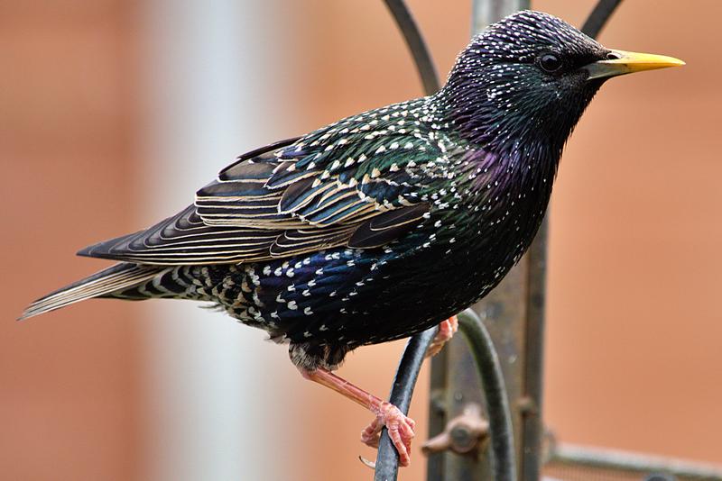 Starling