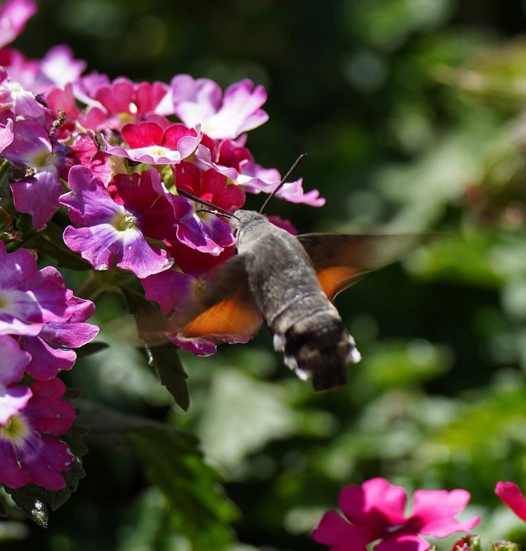 Hummingbird Hawk-Moth