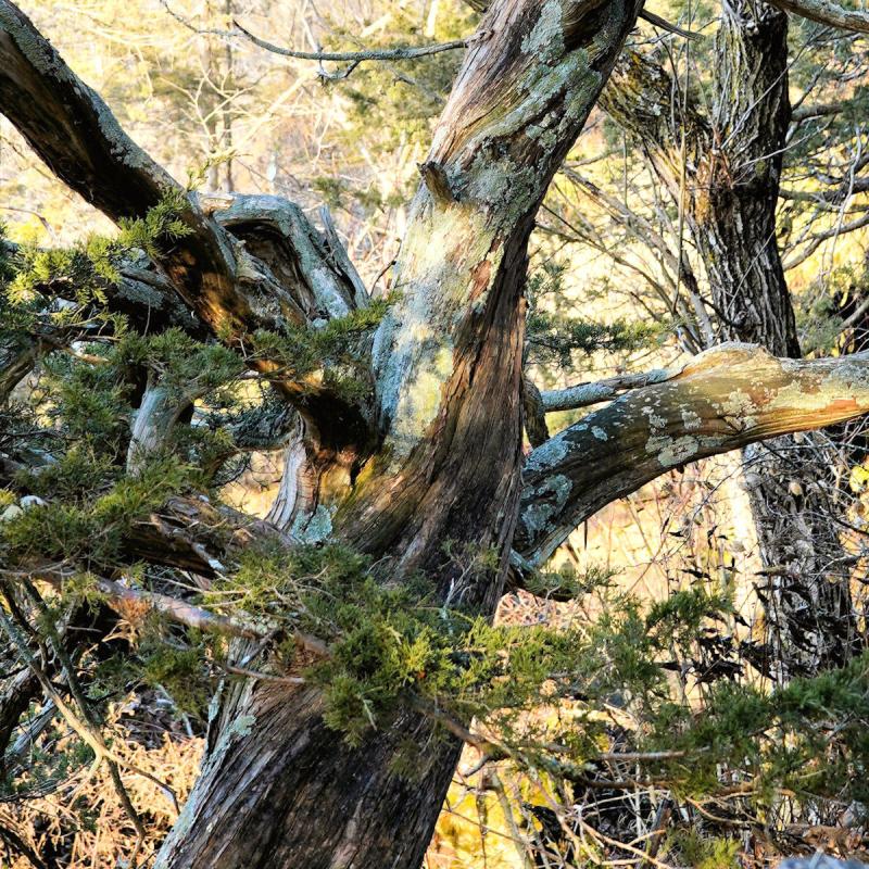 Weathered Cedar Crop