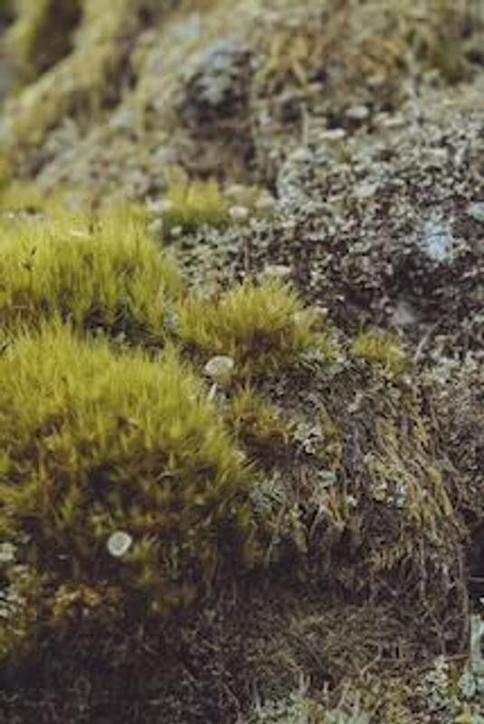 Mossy lichen
