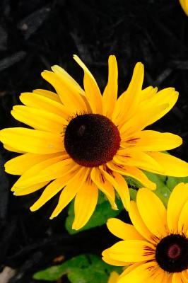 Black Eyed Susan