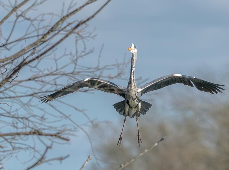 HERON COMING INTO LAND ON NEST