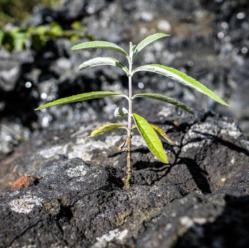 Buddleia growing out of iron furnace slag...
