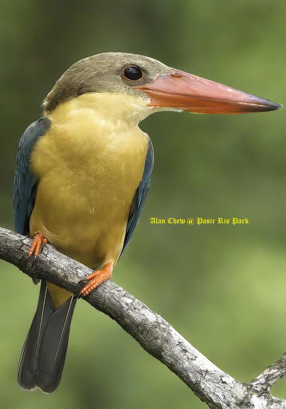 Stork Billed Kingfisher