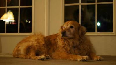 Customer photo 2 of 2. Click to open full size image.