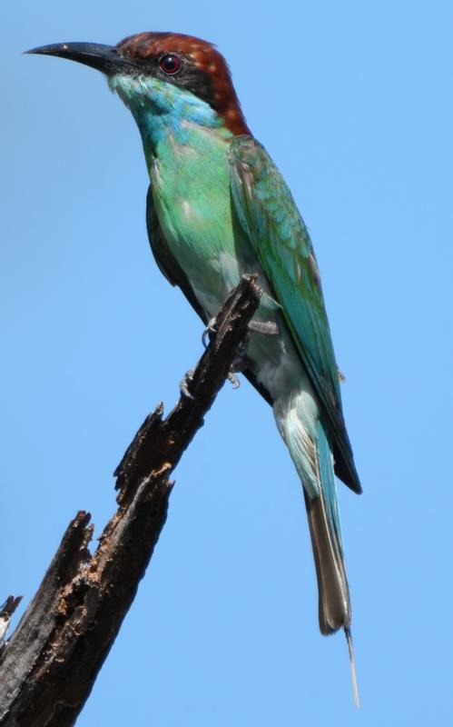 Bee Eater
