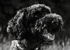 SONY OSS G Macro FE 90mm f/2.8 (SEL90M28G.SYX)
