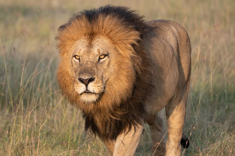 Lion on morning patrol