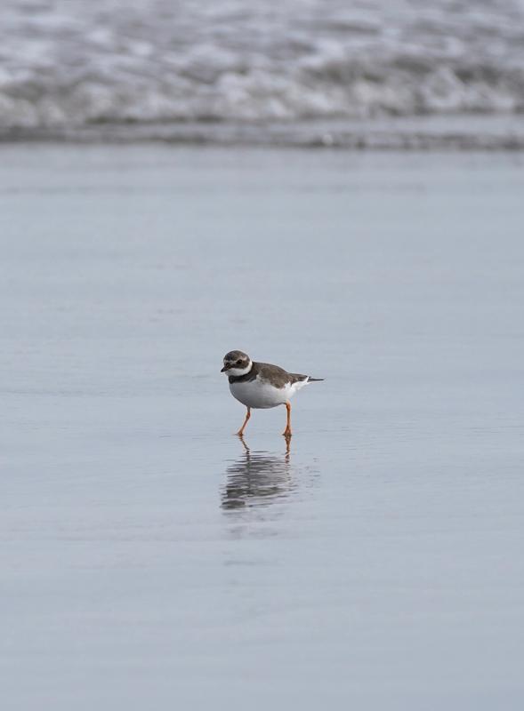 Wildlife photography