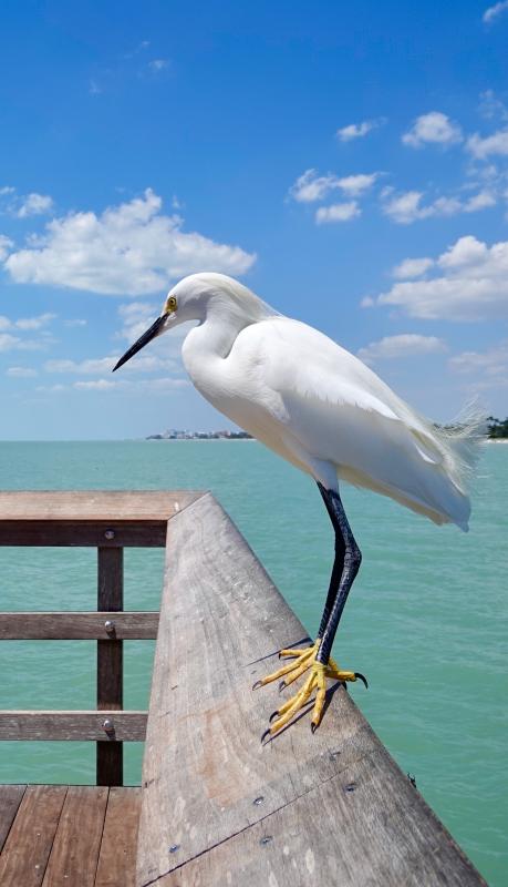 Miami wildlife