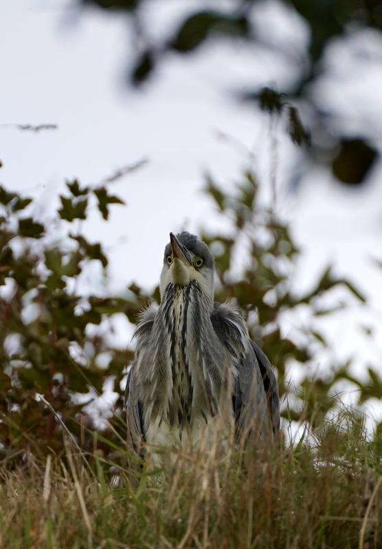 Wildlife photography