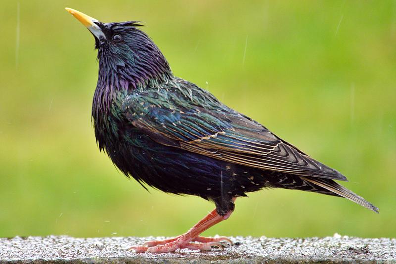 Starling in the rain