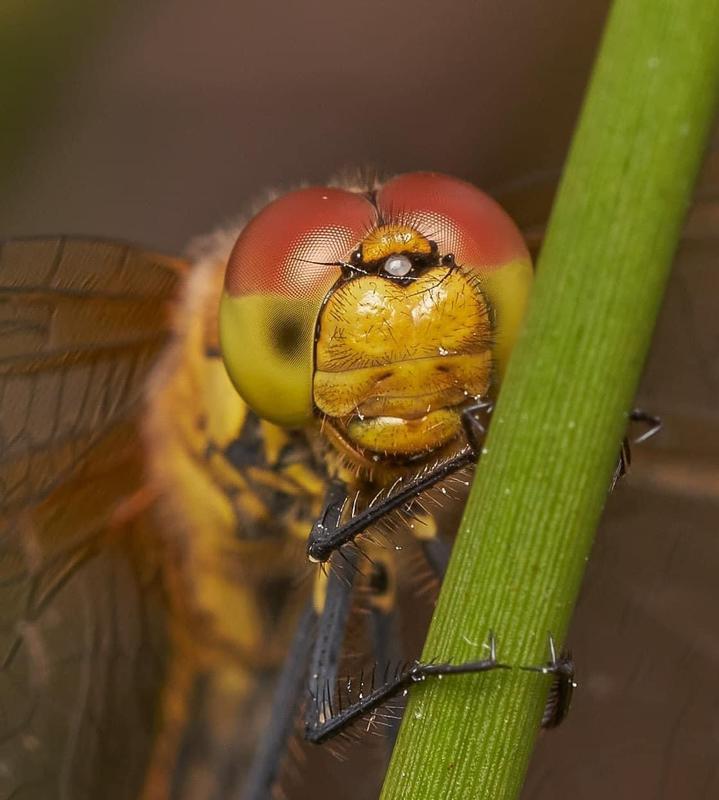Dragonfly close up