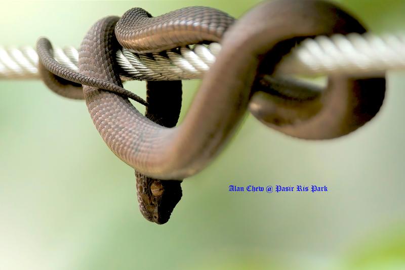 Close encounter