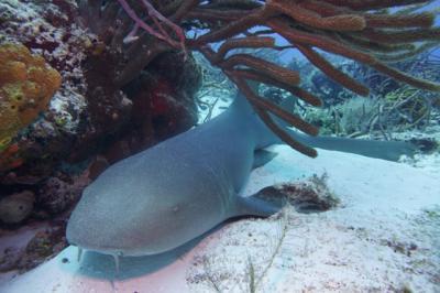 Nurse shark - Nex-7 and 24mm f/1.8 Zeiss lens