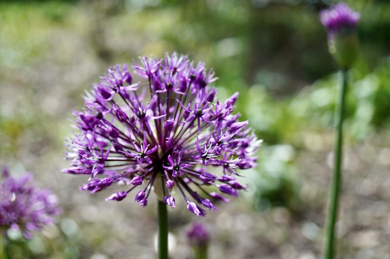 RHS Wisley taken with 16mm x 70mm Zeiss lens