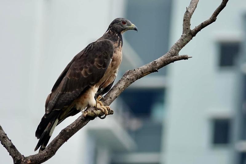 Oriental Honey Buzzard