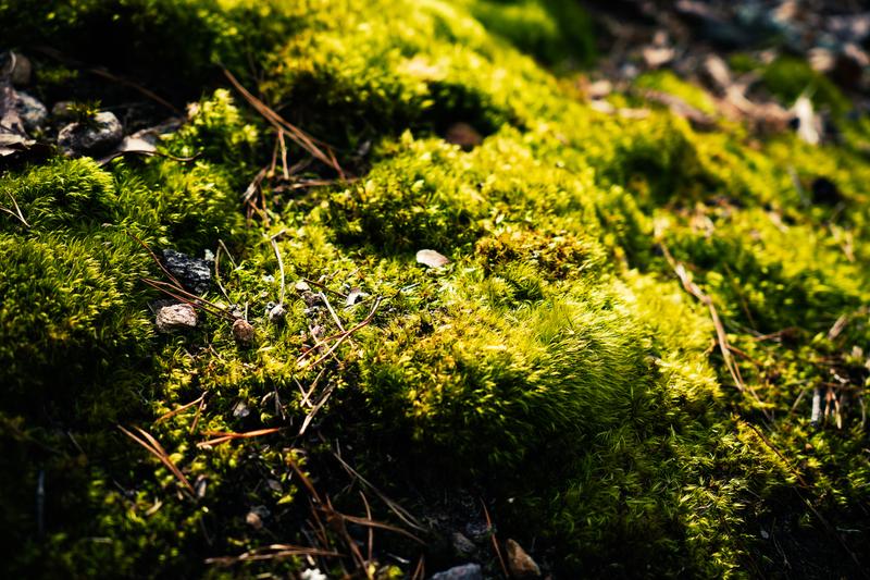 moss