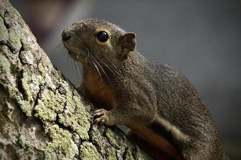 Squirrel perched on a tree trunk