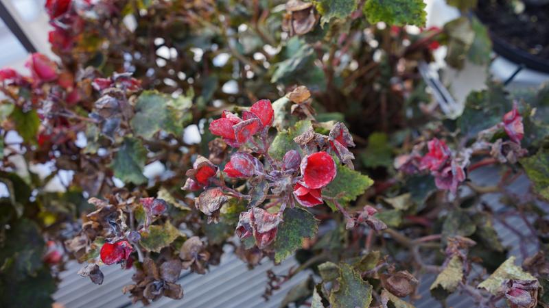 see nuclear poison on my flower by London police at 25/09/2015