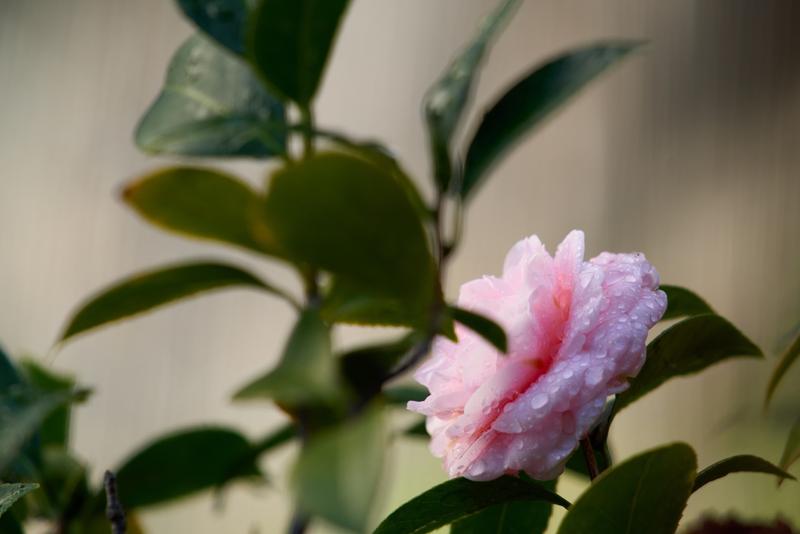 Photo from CameraLaw