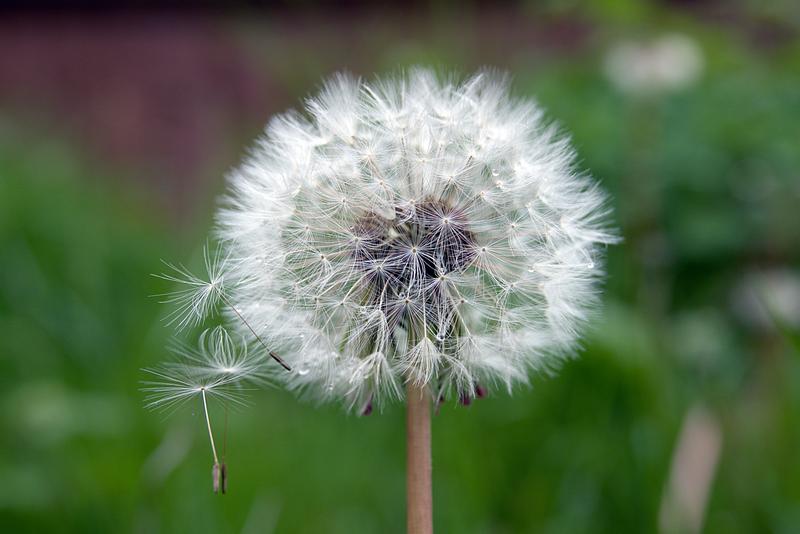 Dandelion Head
