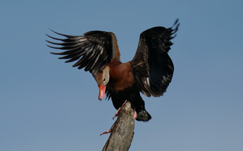 Customer photo 5 of 6. Click to open full size image.