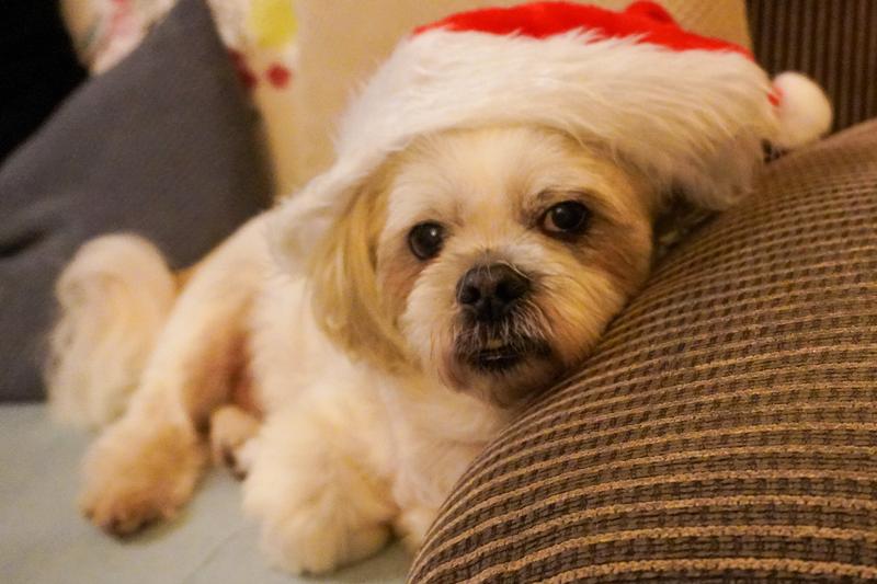 Santa's Little Helper