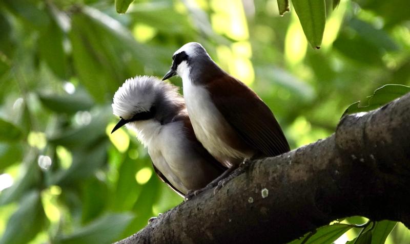 White crested laughingthrust