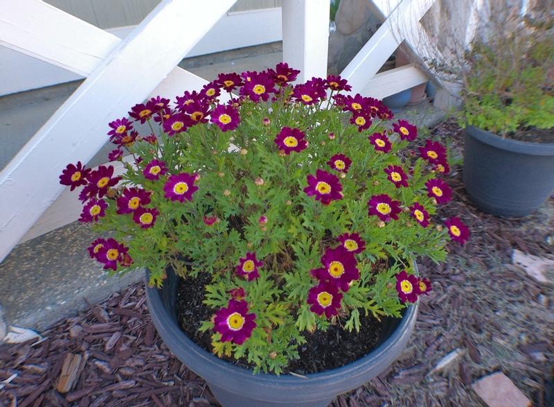 Customer photo 3 of 4. Click to open full size image.