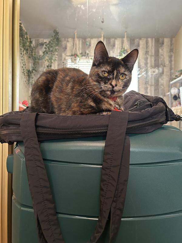 Even my cat loves it