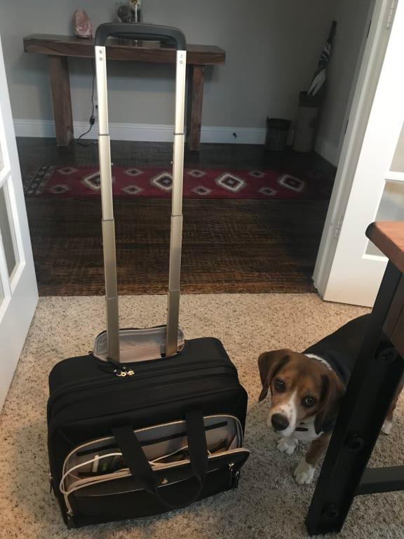 Professional and functional, shown with handle extended (dog not included!)