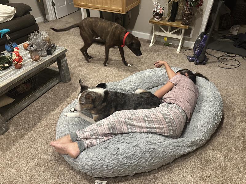 Sam's club dog beds in outlet store