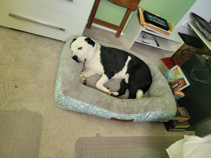 Sam's club dog beds in store sales
