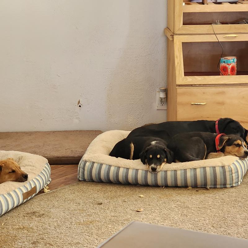 Sam's club dog beds in outlet store