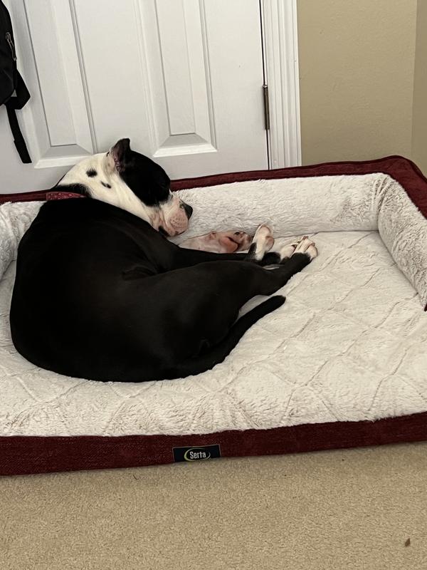 Sams serta dog shops bed