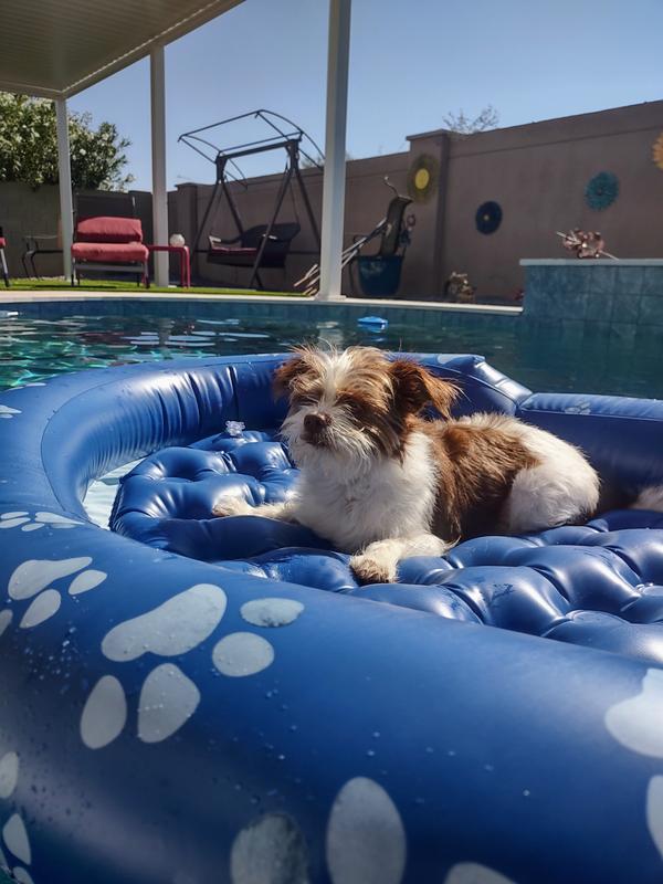 Pool Candy Inflatable Ride-On Pool Float for Pets (Up to 35 Pounds)