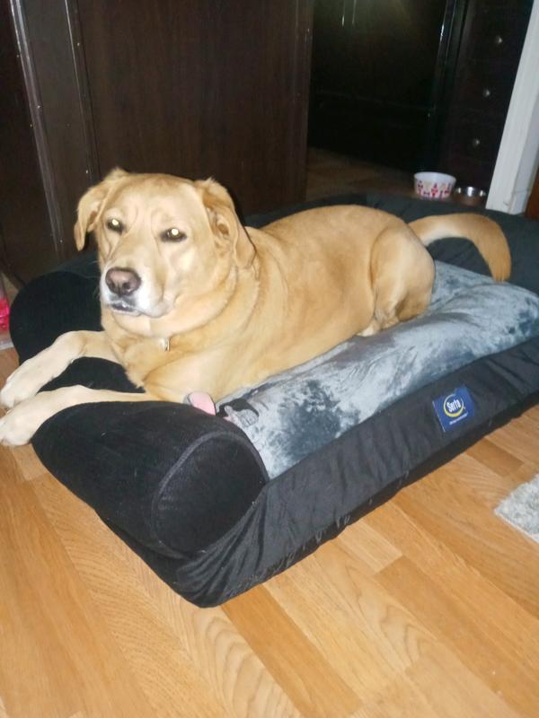 Sams serta dog outlet bed