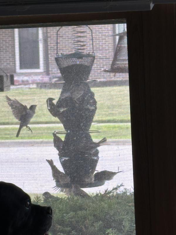Does Sam’S Club Sell Bird Seed: Ultimate Guide to Buying Today