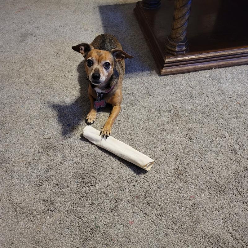 Sam's club rawhide sale