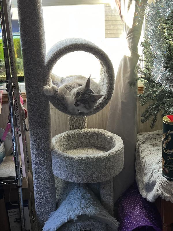 Cat tree best sale at sam's club