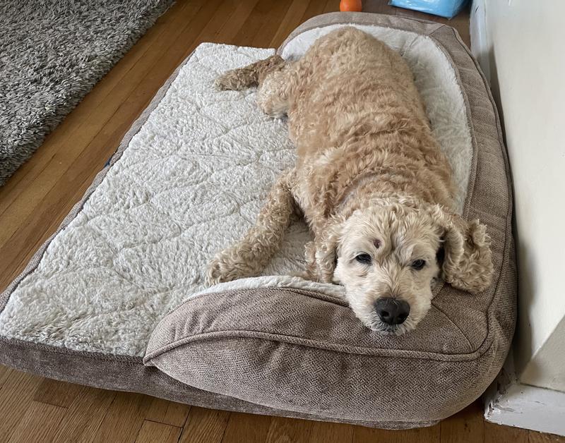 Serta dog bed sam's club new arrivals