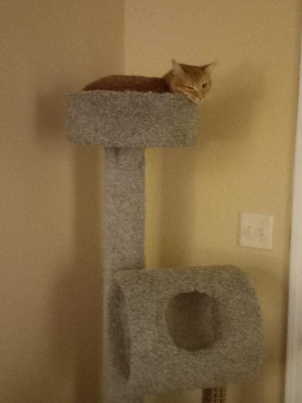 Sam's club cat tree in cheap store