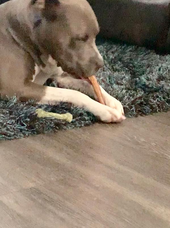 Sam's club bully clearance sticks