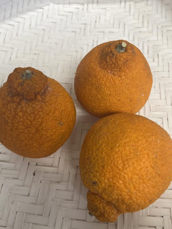 Review: Sumo Oranges
