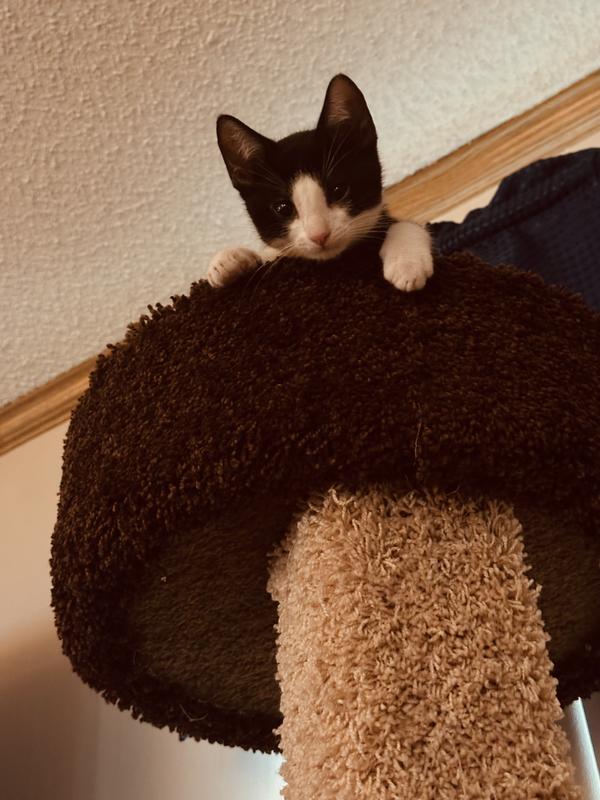 Carpeted cat store tower sam's club